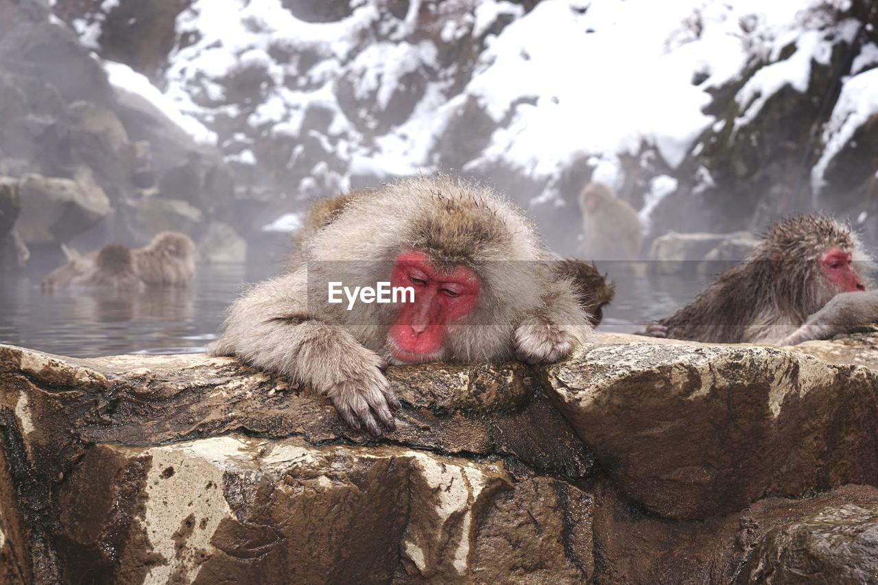 Monkeys on snow covered landscape