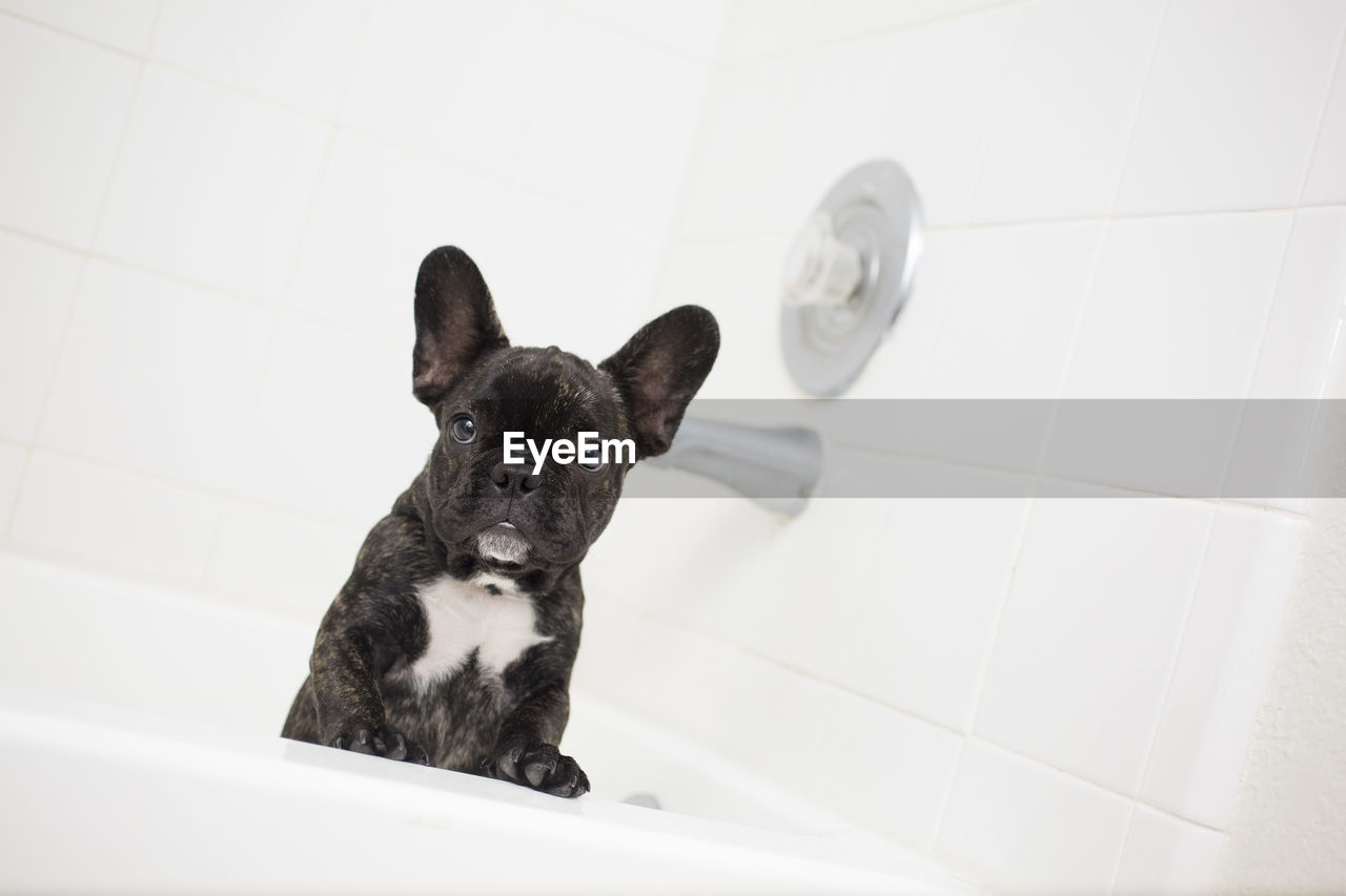 Close-up of dog sitting in bathtub at home
