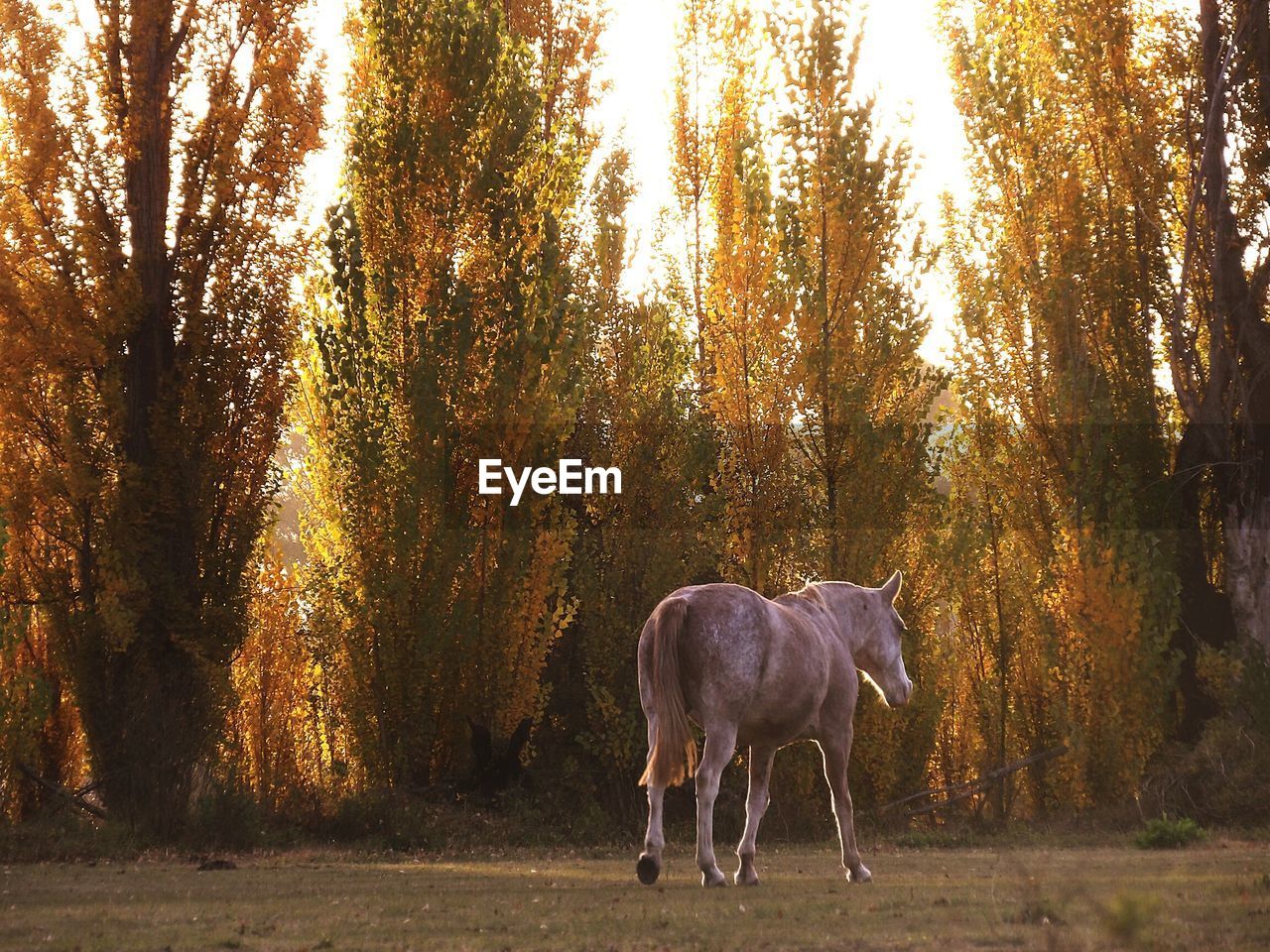 Rear view of a horse against trees