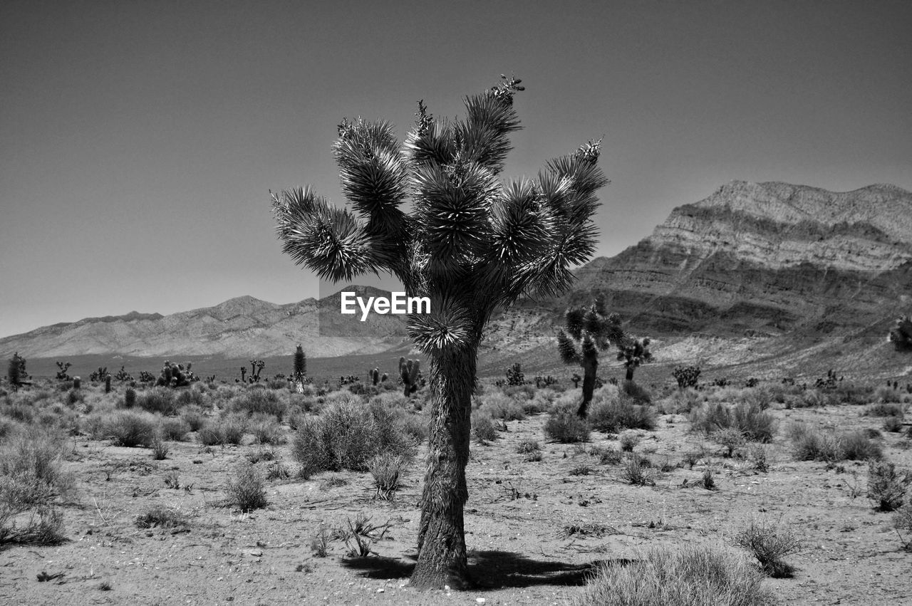 Joshua tree in desert against sky