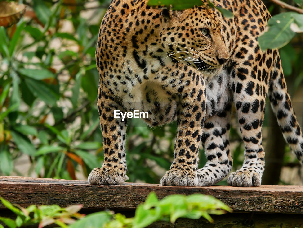 Close-up of leopard at zoo