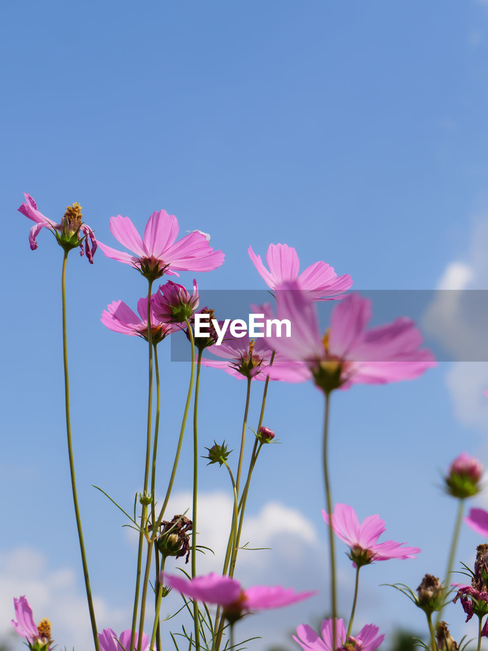 CLOSE-UP OF PINK COSMOS FLOWER AGAINST SKY