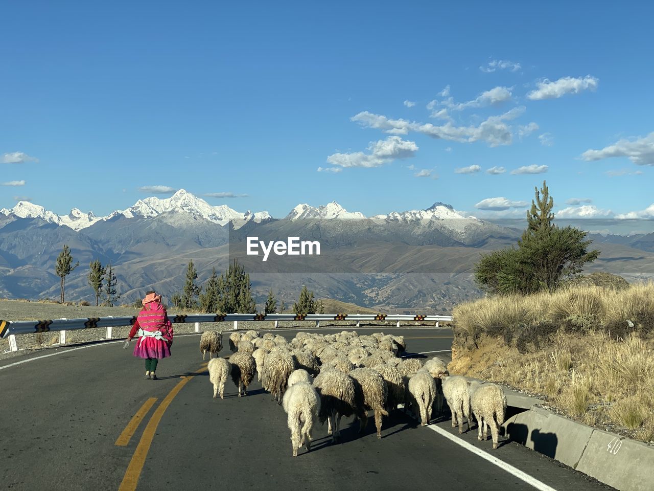 View of sheep on road