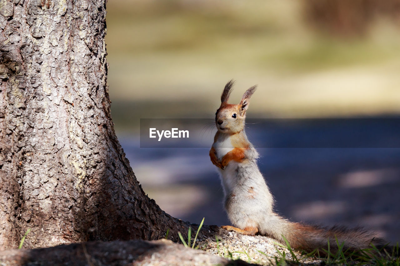 Close-up of squirrel