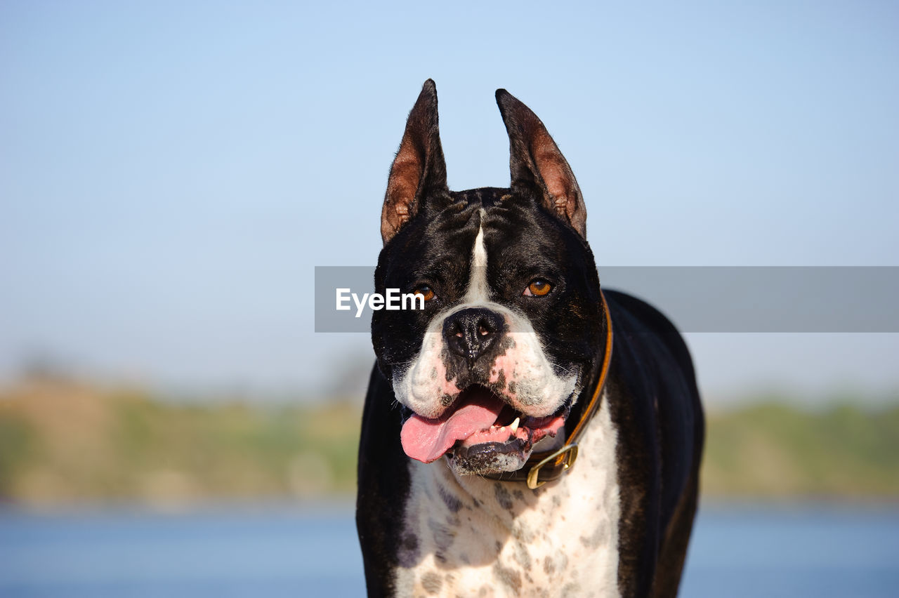 View of dog sticking out tongue