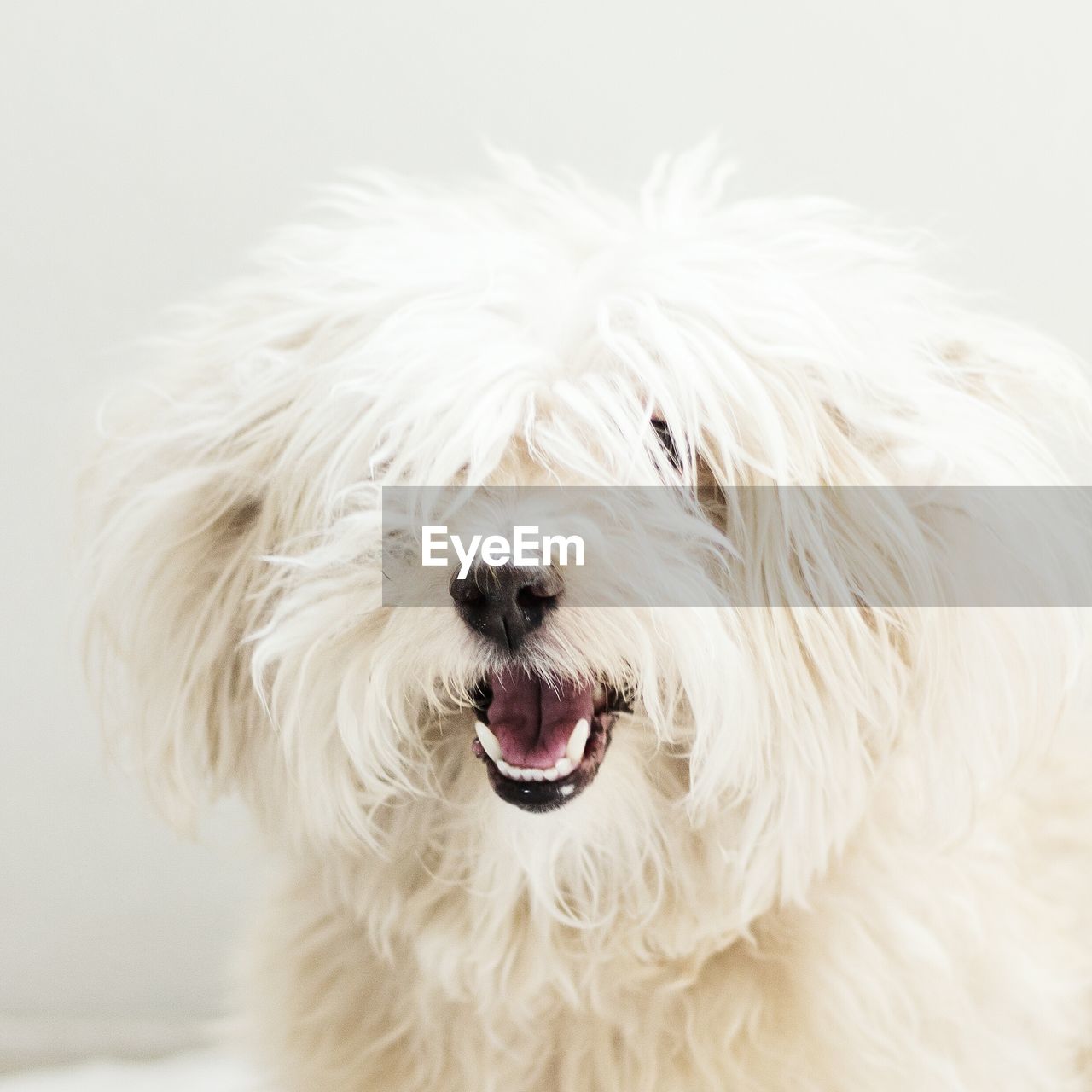 Close-up of dog against white background