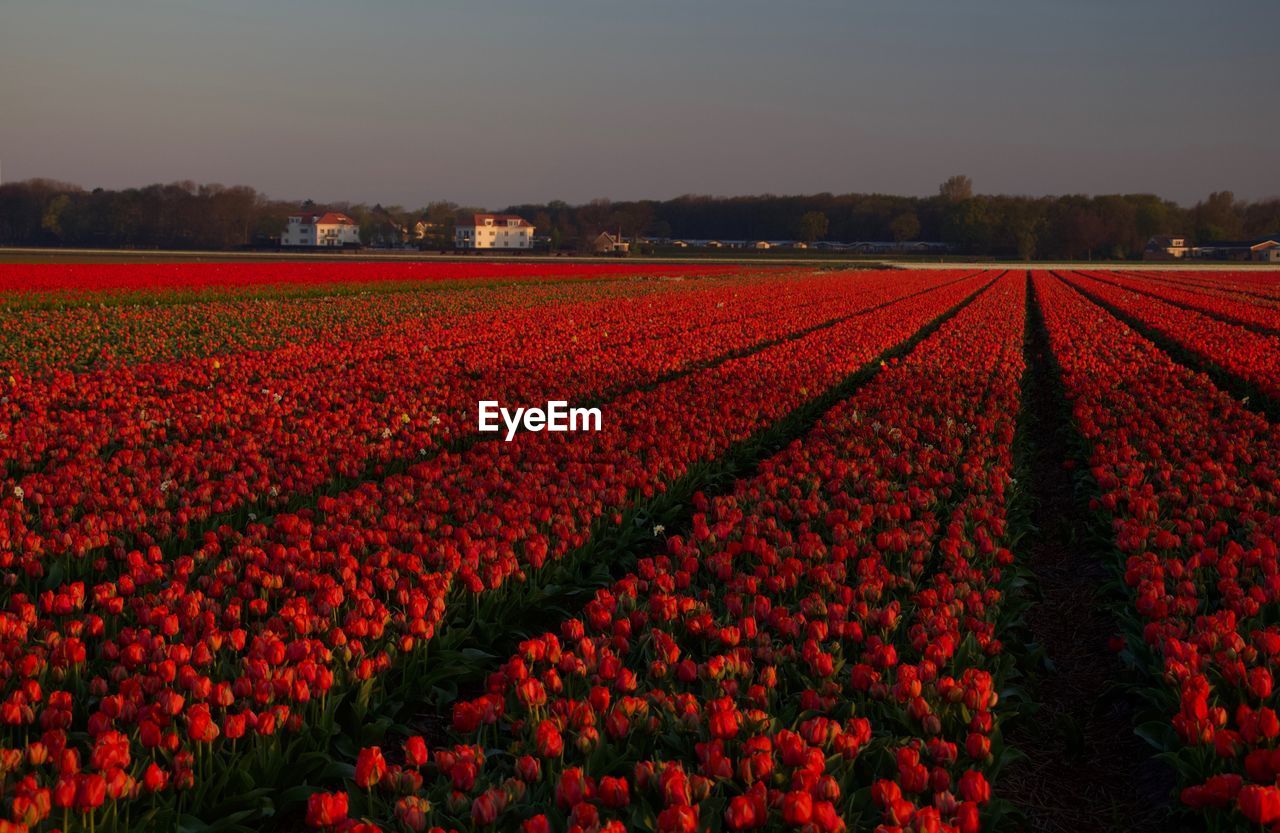 SCENIC VIEW OF RED TULIPS