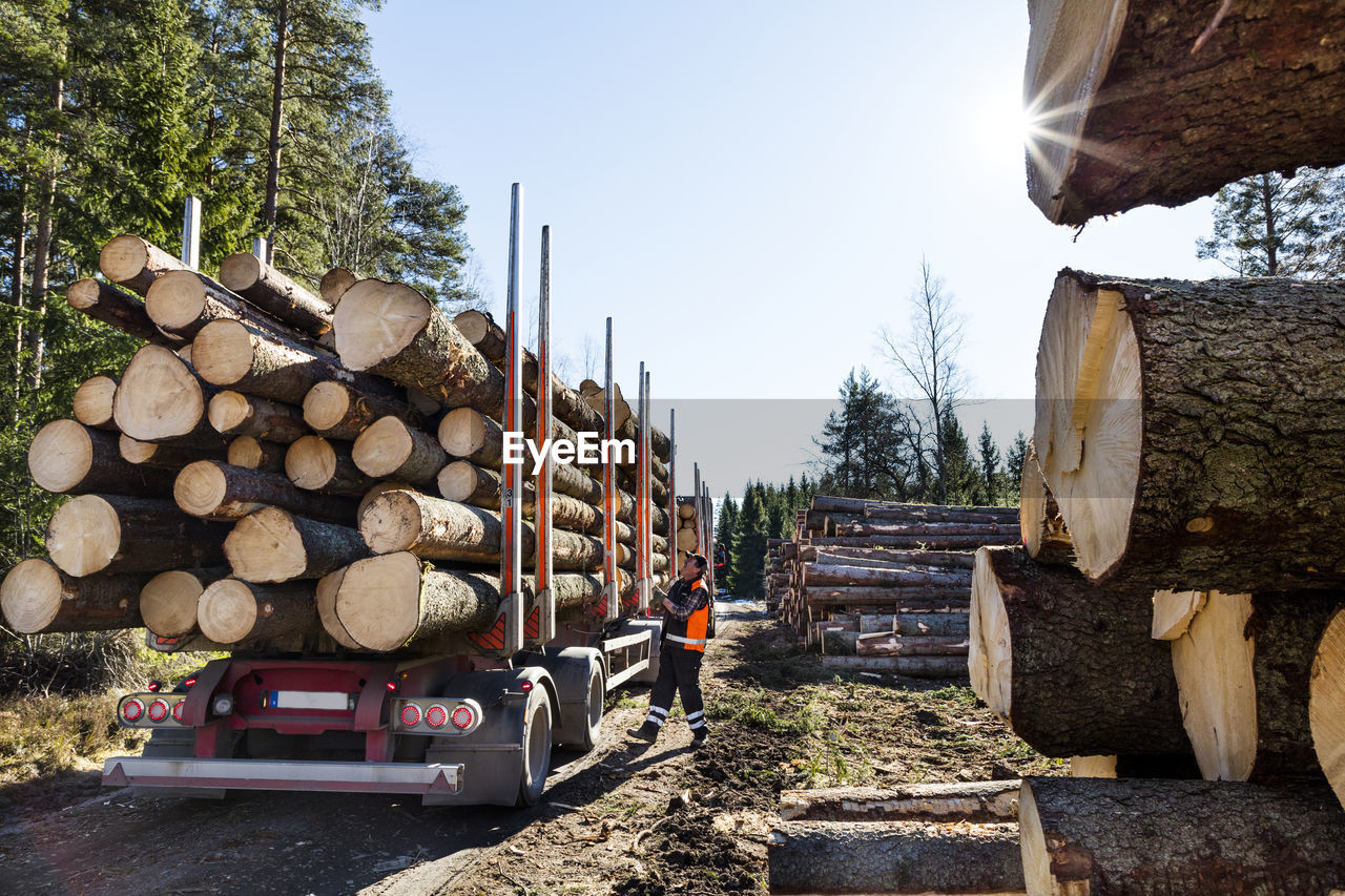 Logs on lorry trailer