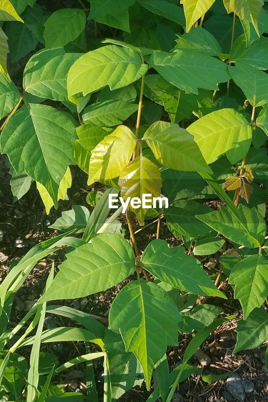 HIGH ANGLE VIEW OF LEAVES ON FIELD