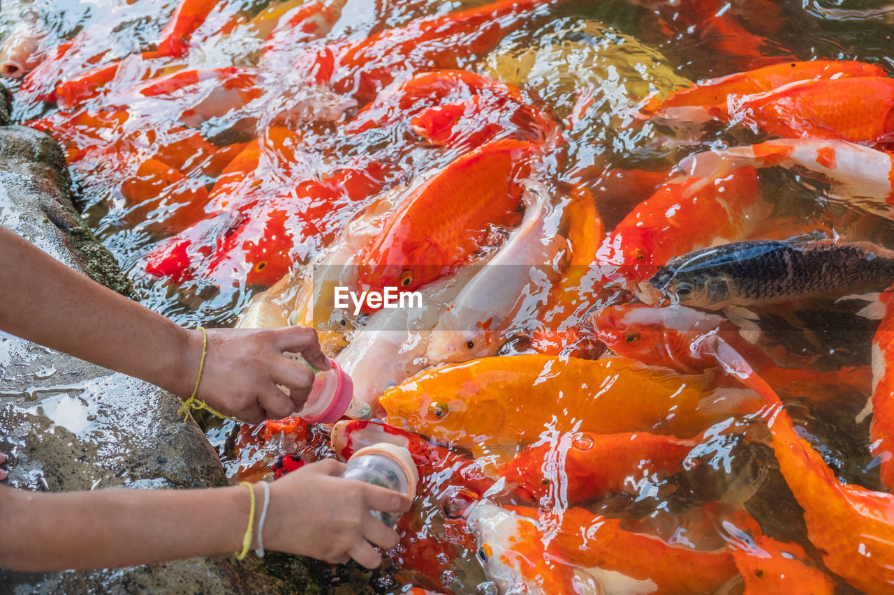 View of fish swimming in pond