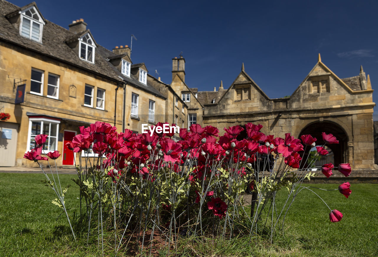 PINK FLOWERING PLANTS AGAINST BUILDINGS