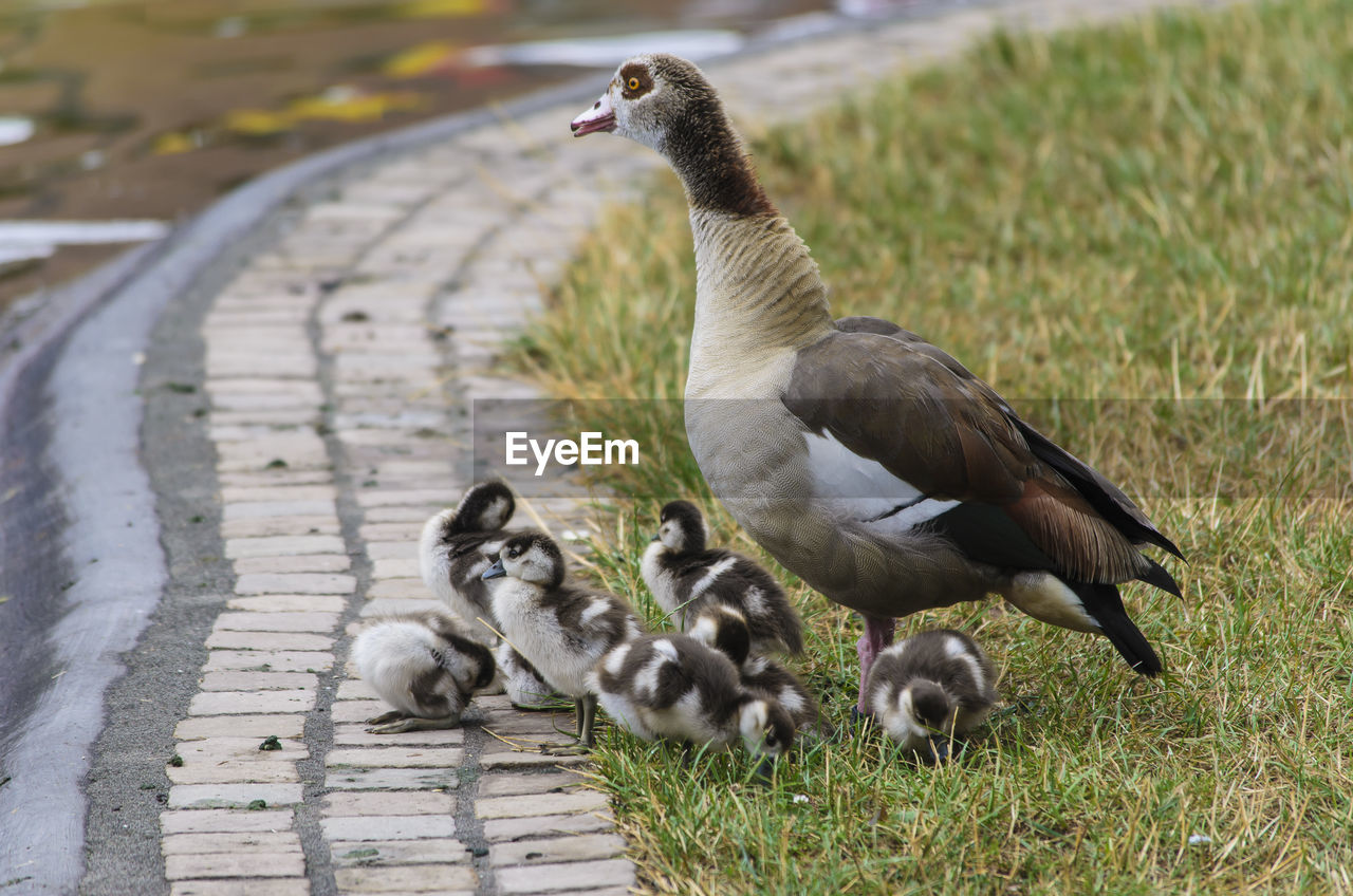 Egyptian goose with goslings on field