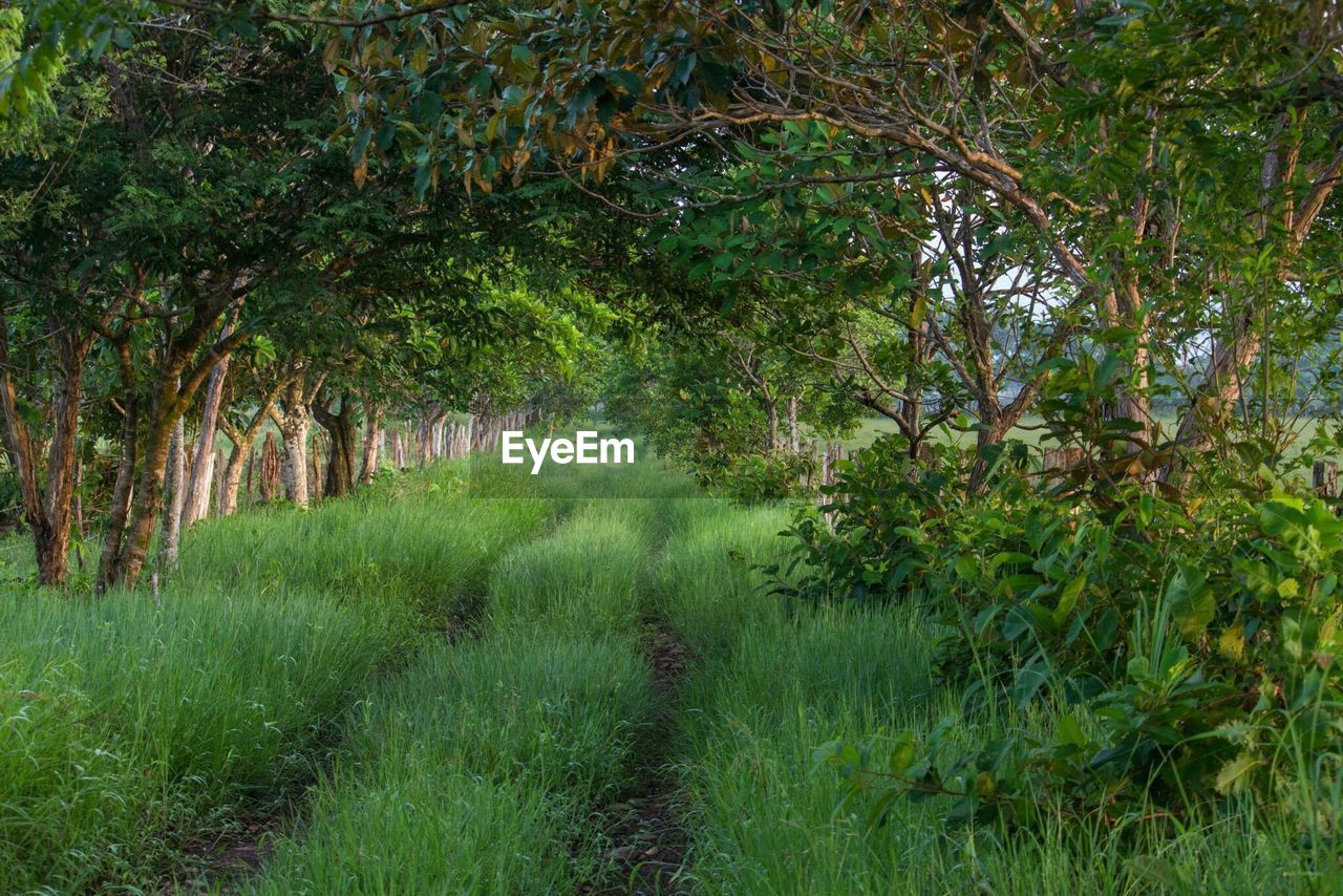 Trees growing in a park