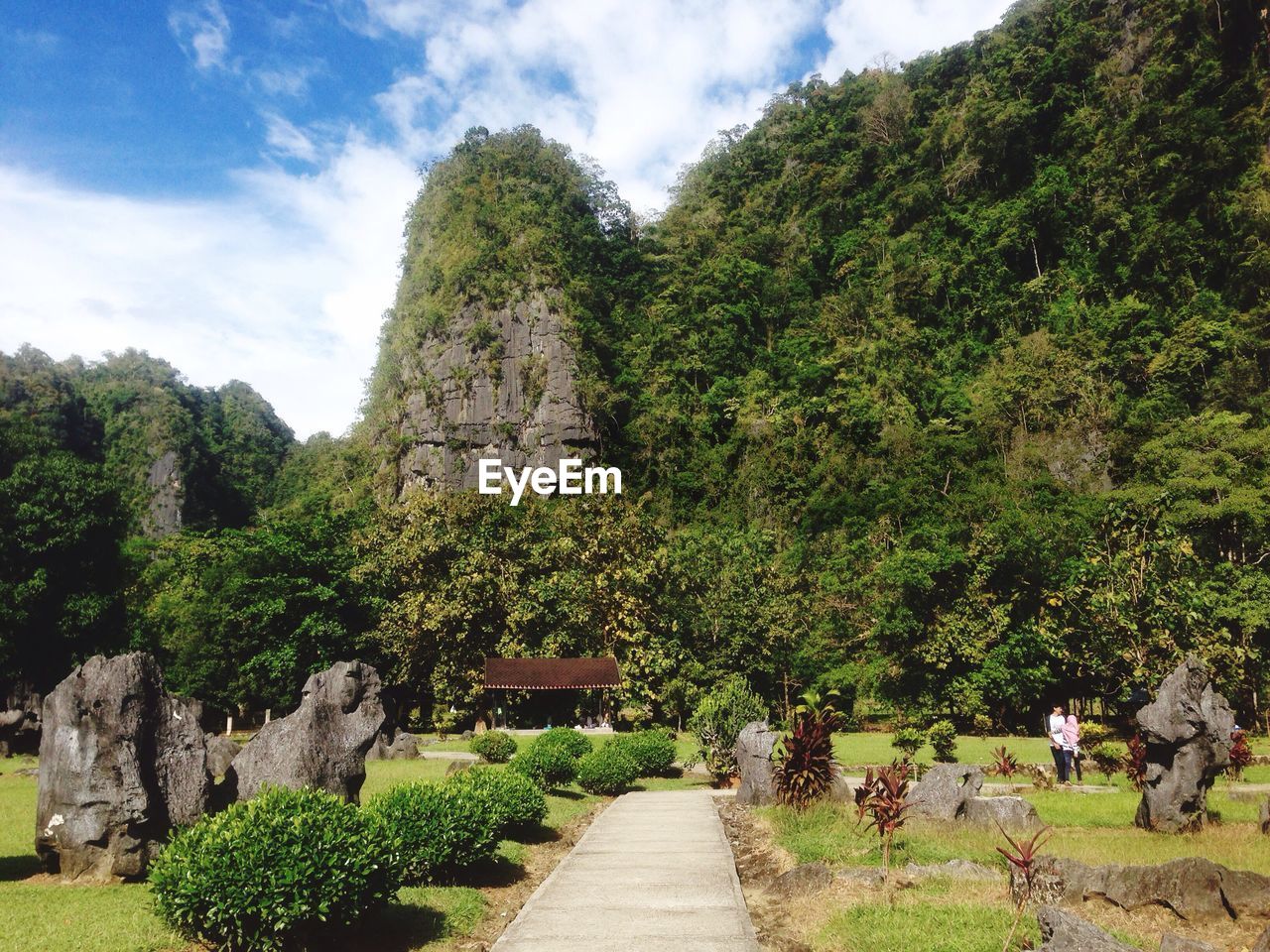 VIEW OF TREES ON LANDSCAPE