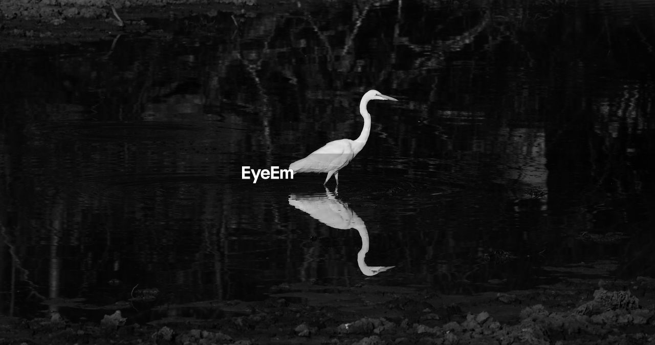 Full length of bird in water