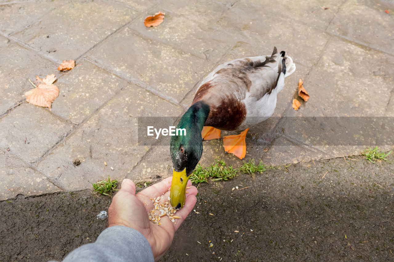 Person hand feeding a duck 