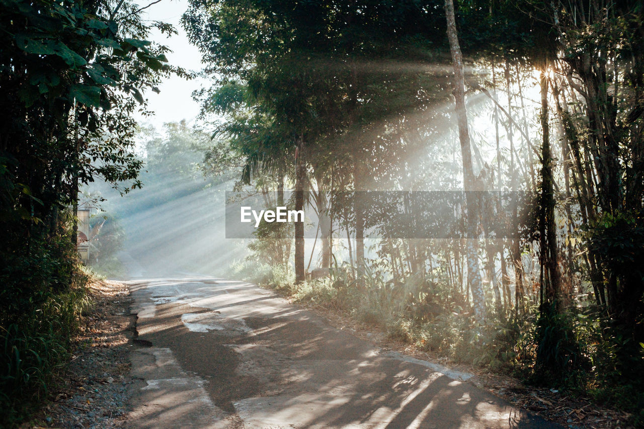 Empty road amidst trees in forest