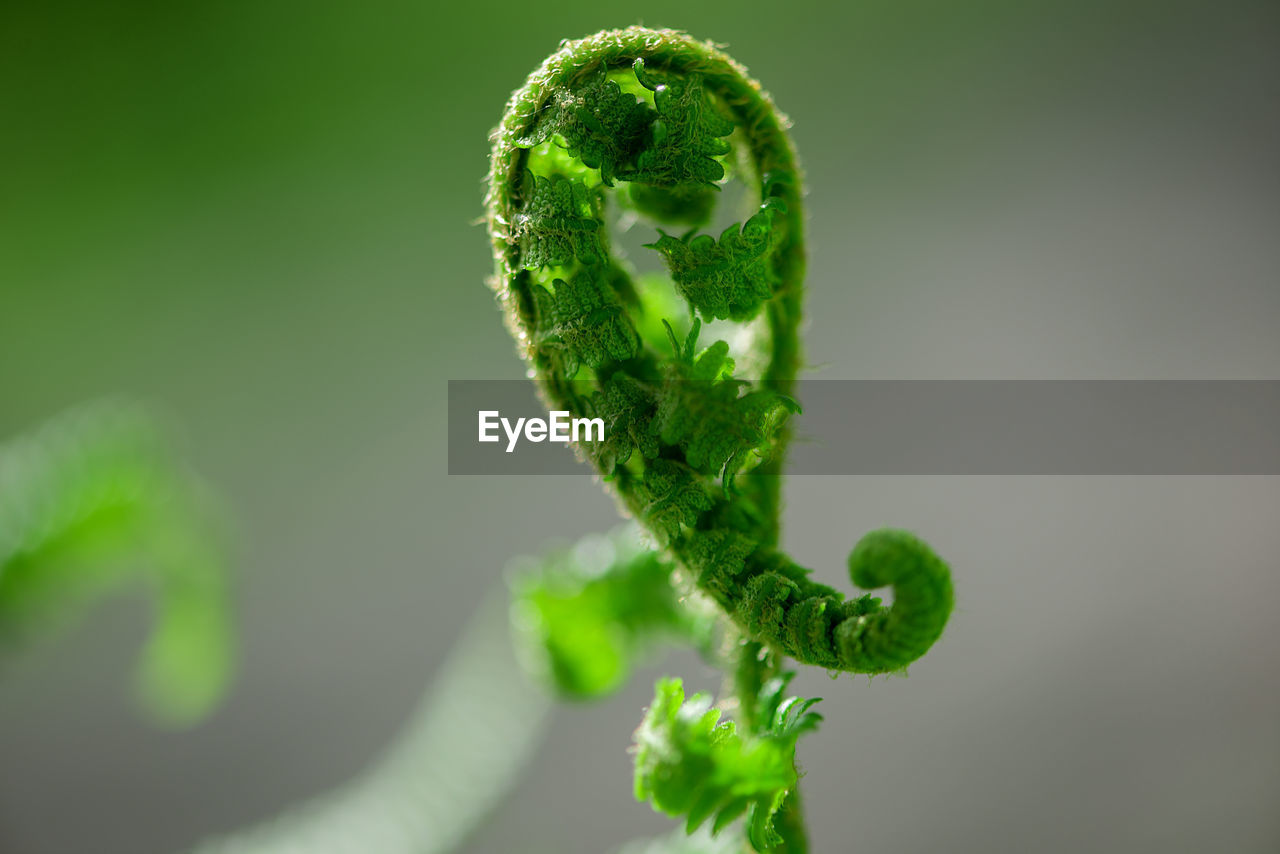 Beautyful ferns leaves green foliage natural floral fern background in sunlight.