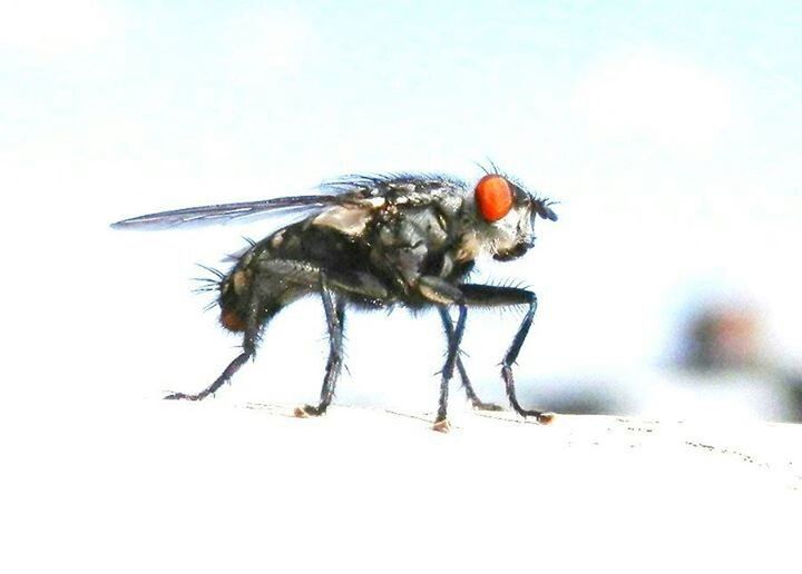 CLOSE-UP OF INSECTS