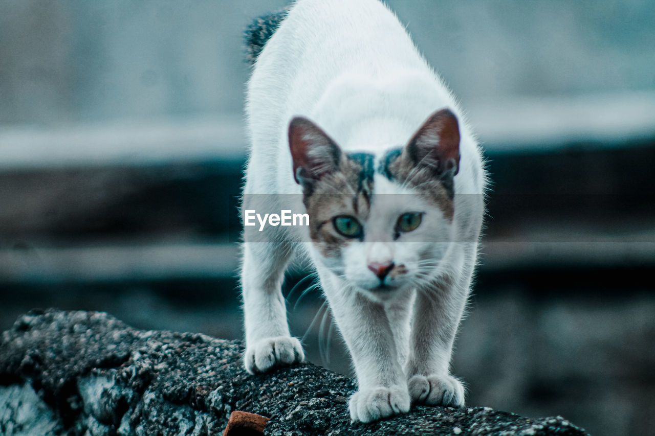 CLOSE-UP PORTRAIT OF CAT BY WHITE OUTDOORS