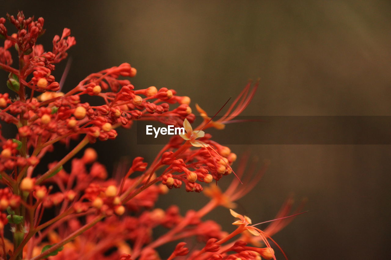 CLOSE-UP OF RED FLOWERS