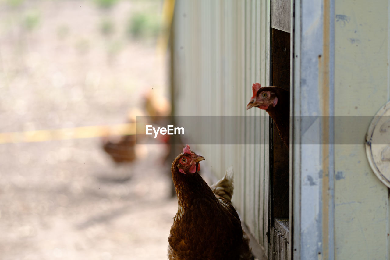 View of chicken leaving chicken house