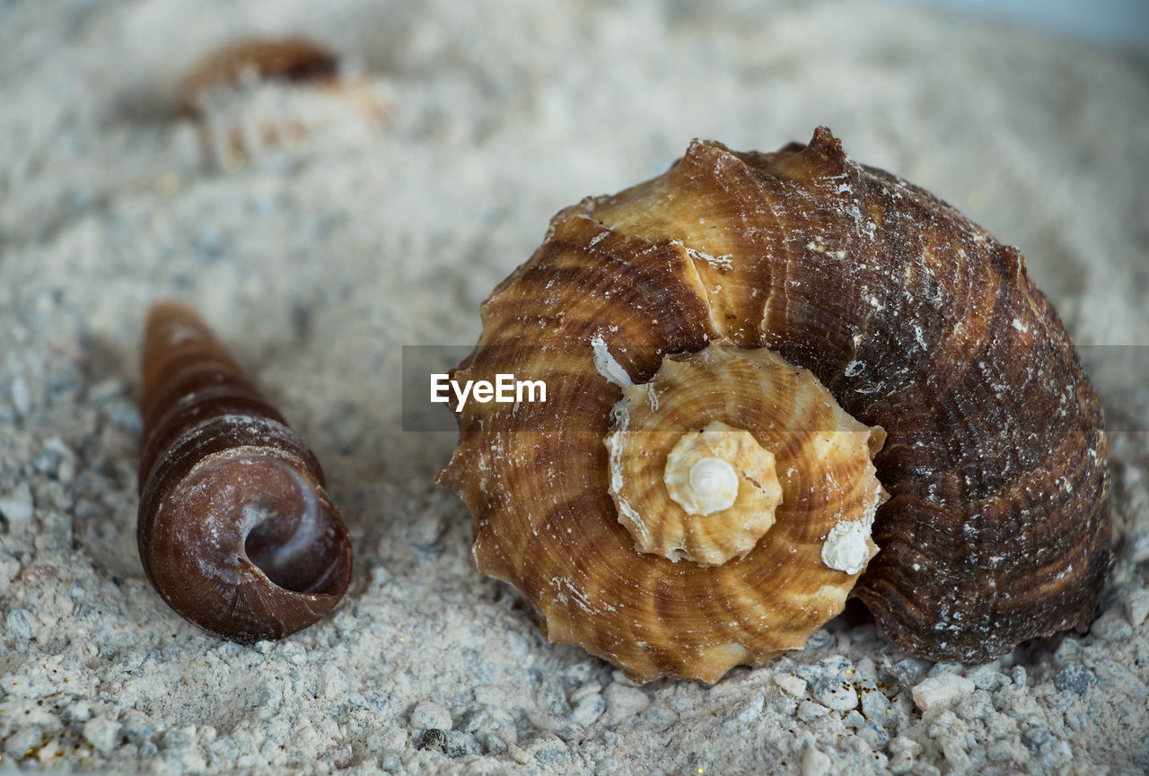 snail, shell, animal wildlife, animal shell, mollusk, close-up, spiral, snails and slugs, animal, no people, food, animal themes, nature, gastropod, land, macro photography, wildlife, brown, food and drink, produce, focus on foreground, outdoors, seashell, day