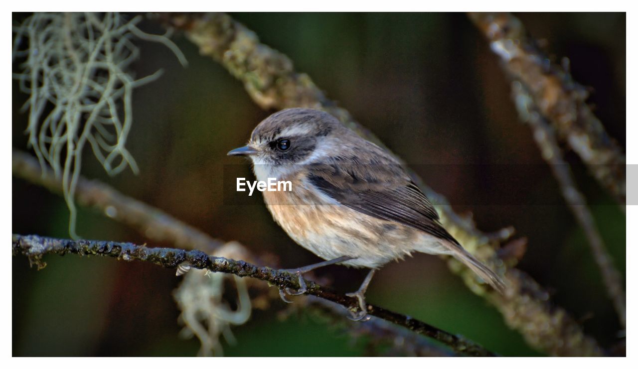 CLOSE-UP OF BIRD PERCHING ON STEM