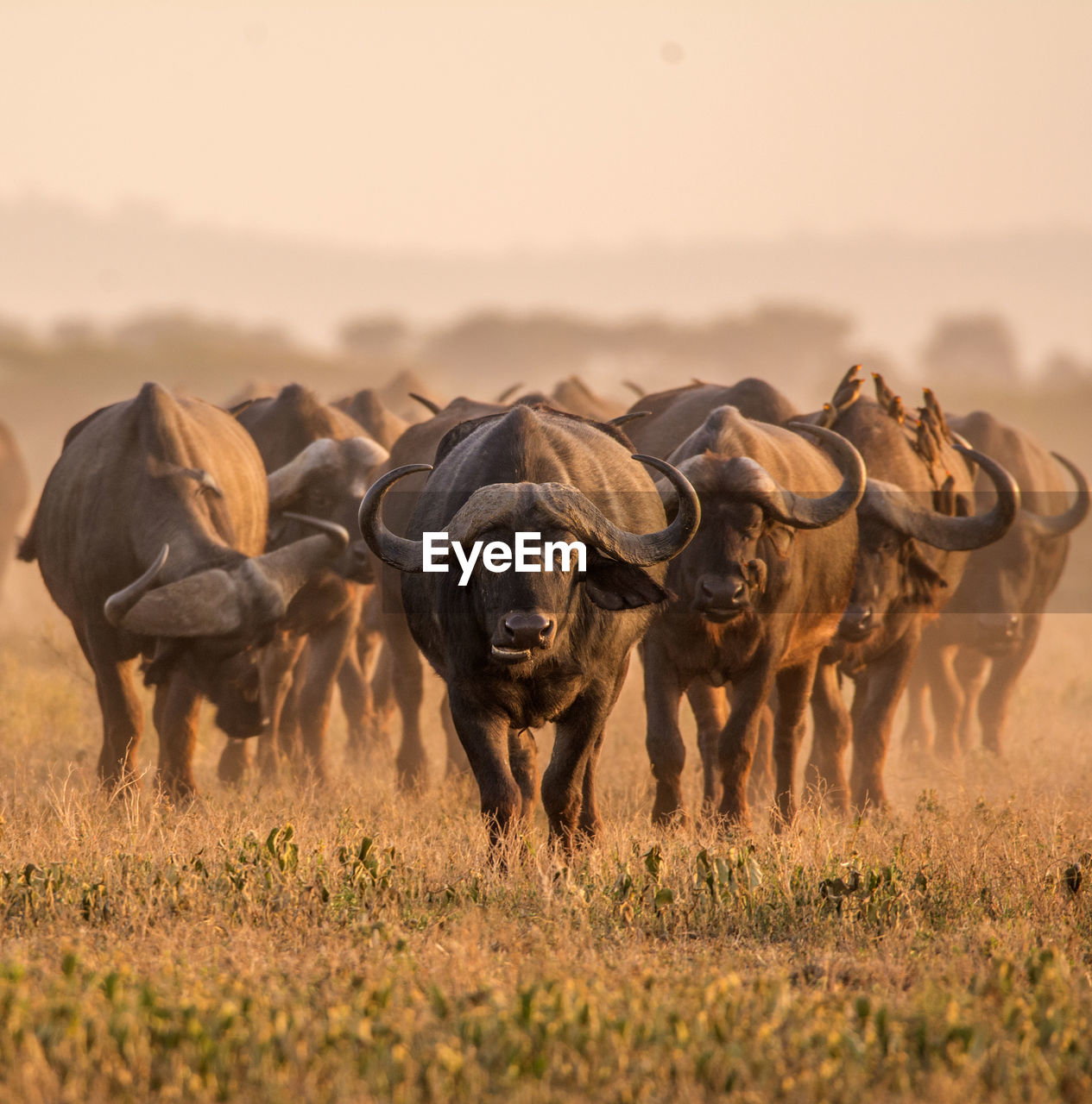 African cape buffalo, africa