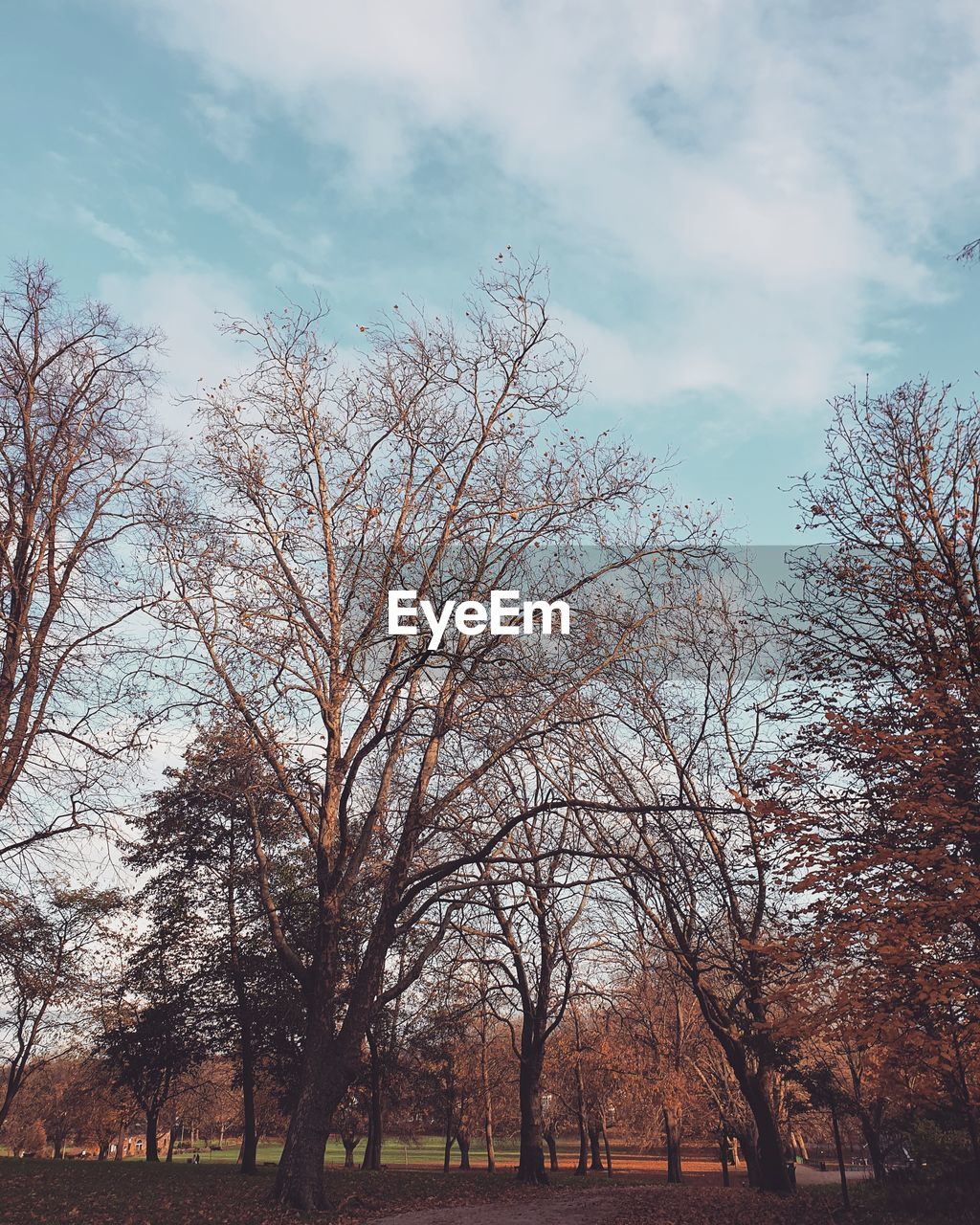 Bare trees on field against sky during autumn