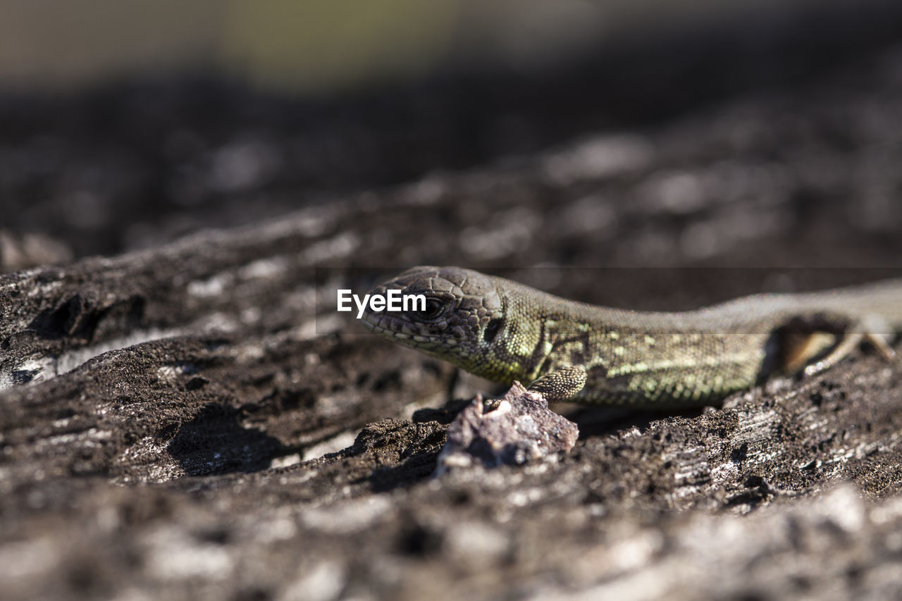 Close-up of lizard on wood