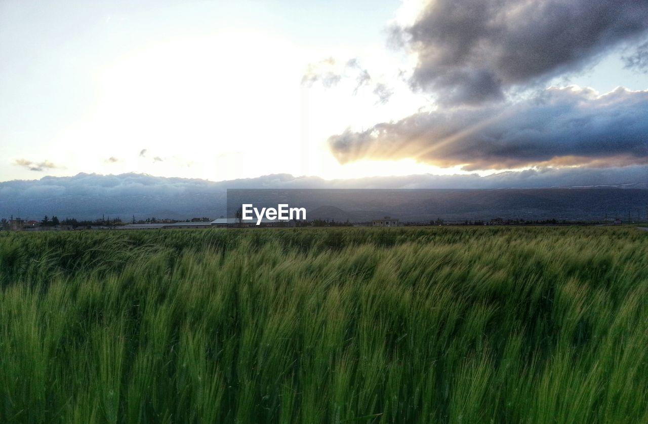 SCENIC VIEW OF GRASSY FIELD AGAINST SKY DURING SUNSET