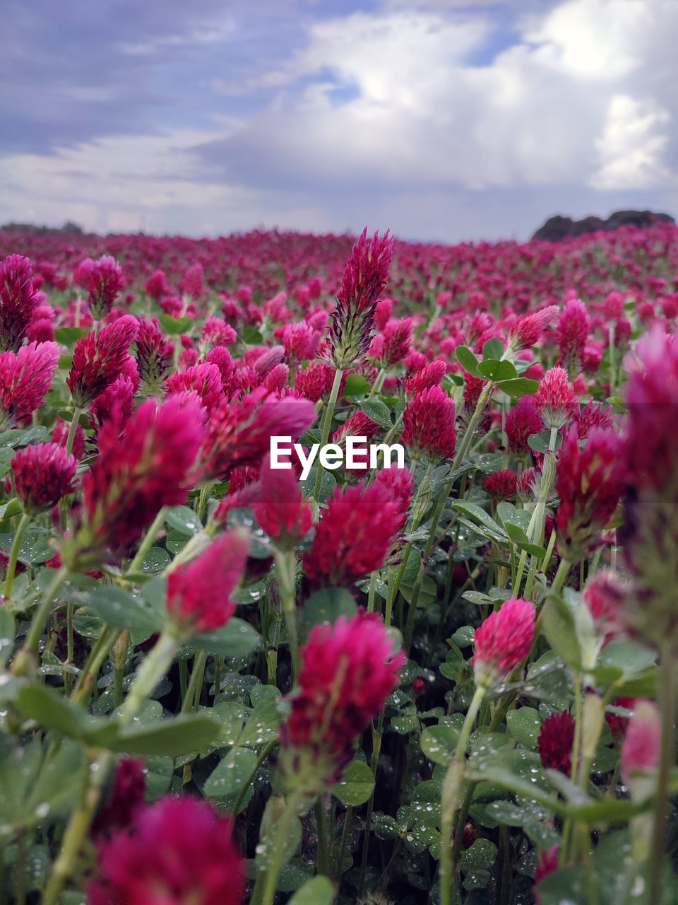 plant, flower, flowering plant, cloud, beauty in nature, sky, freshness, nature, growth, pink, landscape, environment, land, field, no people, wildflower, close-up, selective focus, red, fragility, agriculture, scenics - nature, outdoors, flowerbed, day, blossom, vibrant color, flower head, purple, multi colored, springtime, summer, inflorescence, rural scene, petal, tranquility, meadow, abundance, magenta, horizon, plant part