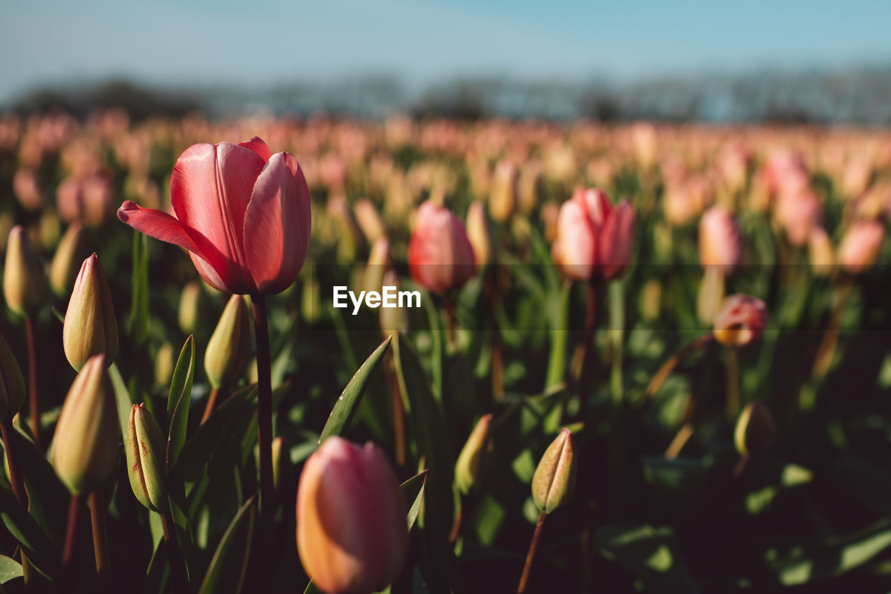 Close-up of pink tulips on field