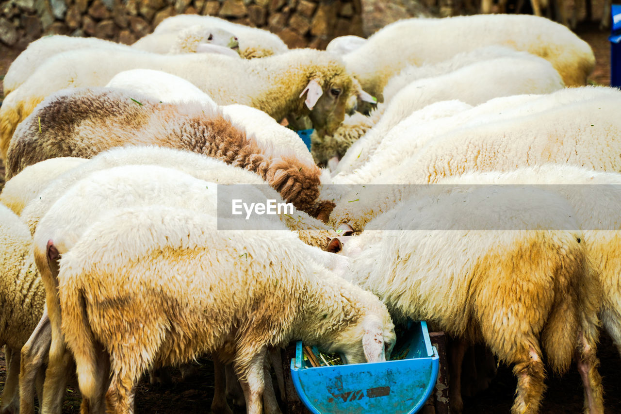 View of sheep drinking