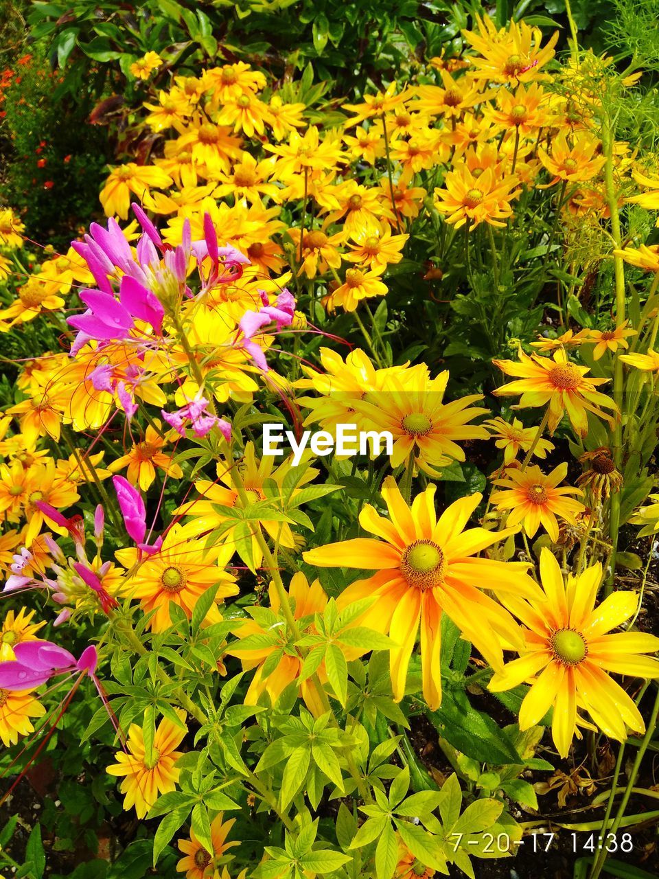 CLOSE-UP OF YELLOW FLOWERS