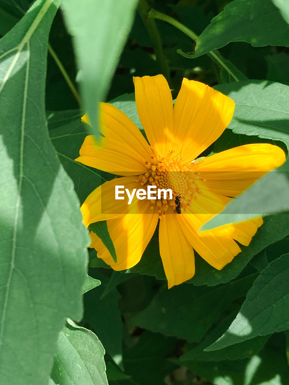 flower, flowering plant, plant, freshness, beauty in nature, flower head, yellow, leaf, plant part, growth, petal, fragility, close-up, inflorescence, nature, green, no people, pollen, botany, outdoors, blossom, springtime, day, sunflower, animal wildlife