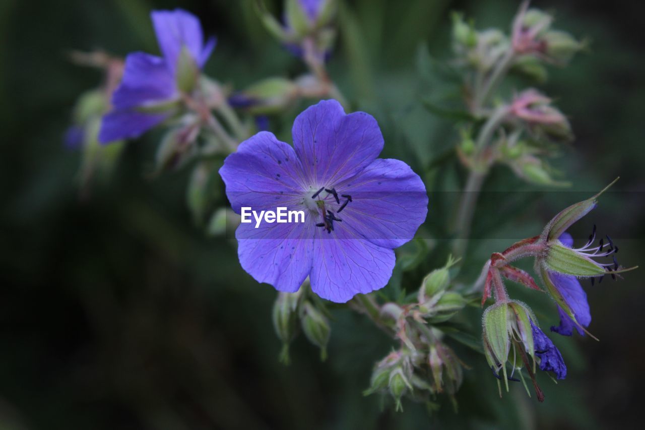 Close-up of purple flowering plant