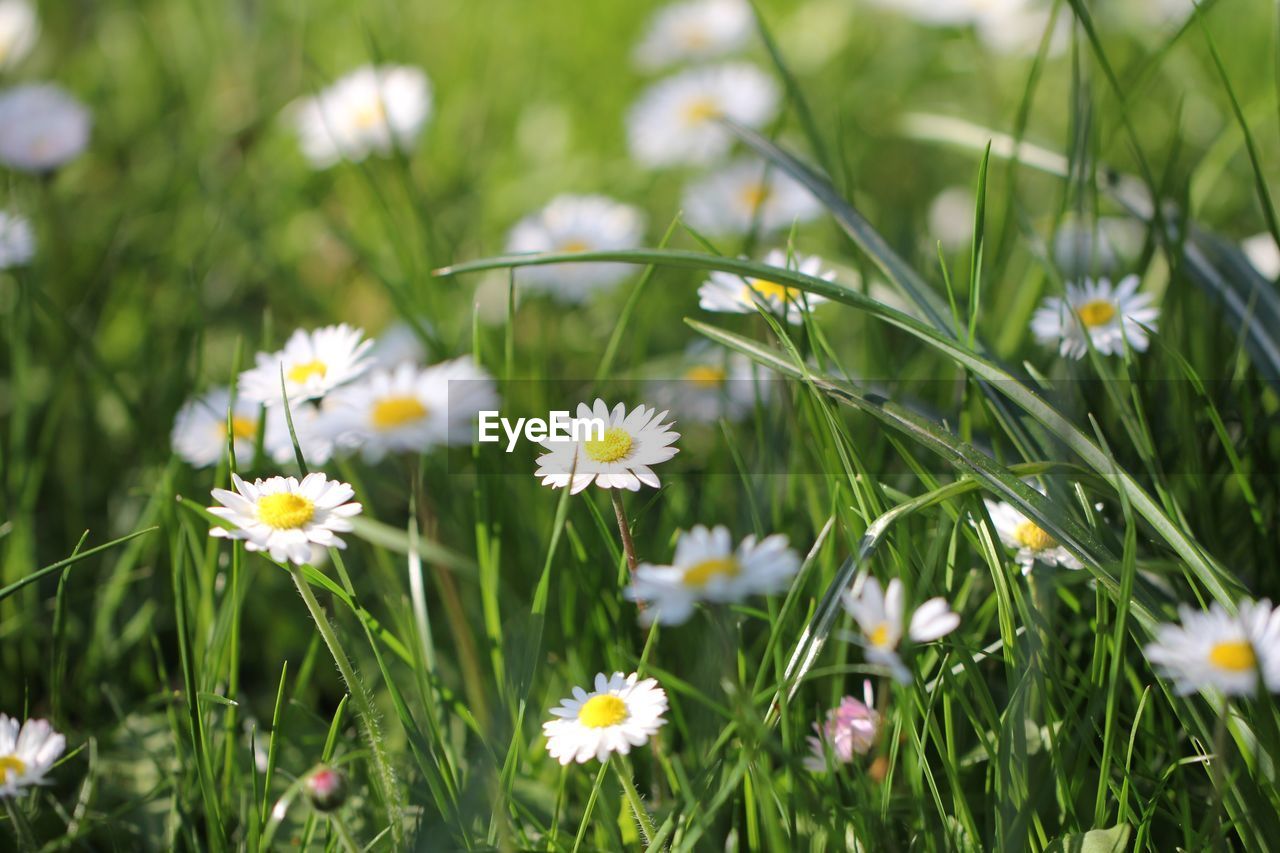 CLOSE-UP OF FLOWERS BLOOMING ON FIELD