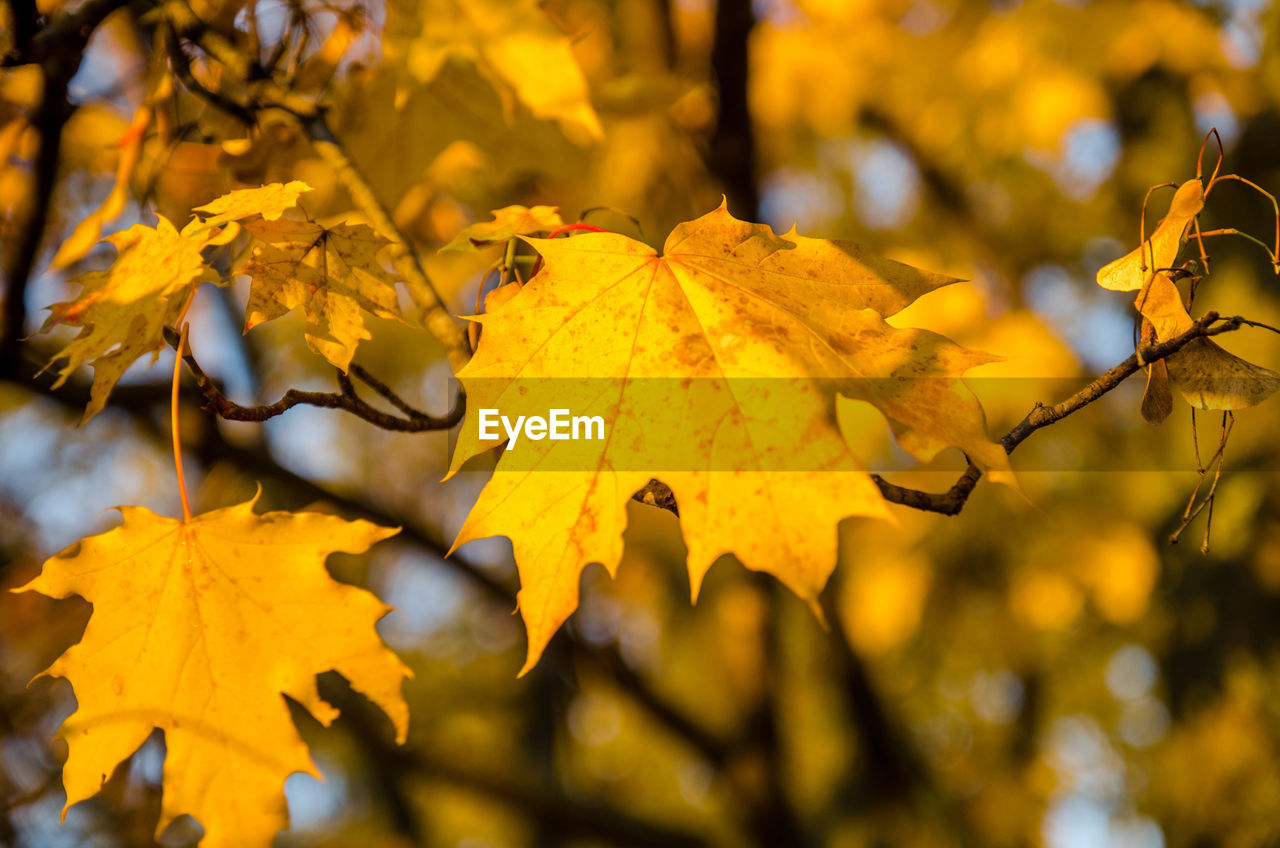 leaf, autumn, plant part, yellow, tree, nature, plant, sunlight, beauty in nature, branch, land, maple leaf, environment, no people, outdoors, landscape, maple tree, scenics - nature, close-up, tranquility, day, forest, autumn collection, sky, selective focus, focus on foreground, backgrounds, orange color, travel, gold, maple, non-urban scene, flower, rural scene, vibrant color