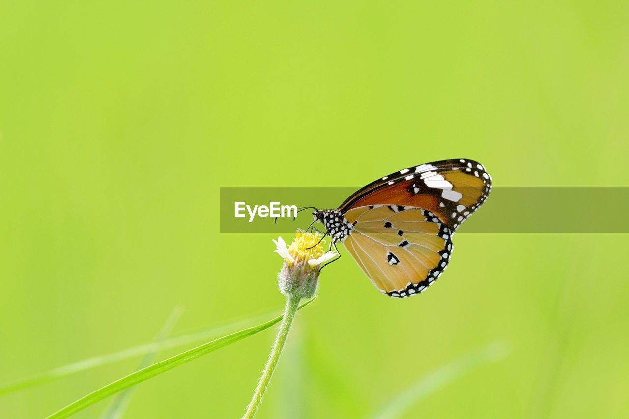 CLOSE-UP OF BUTTERFLY ON A PLANT
