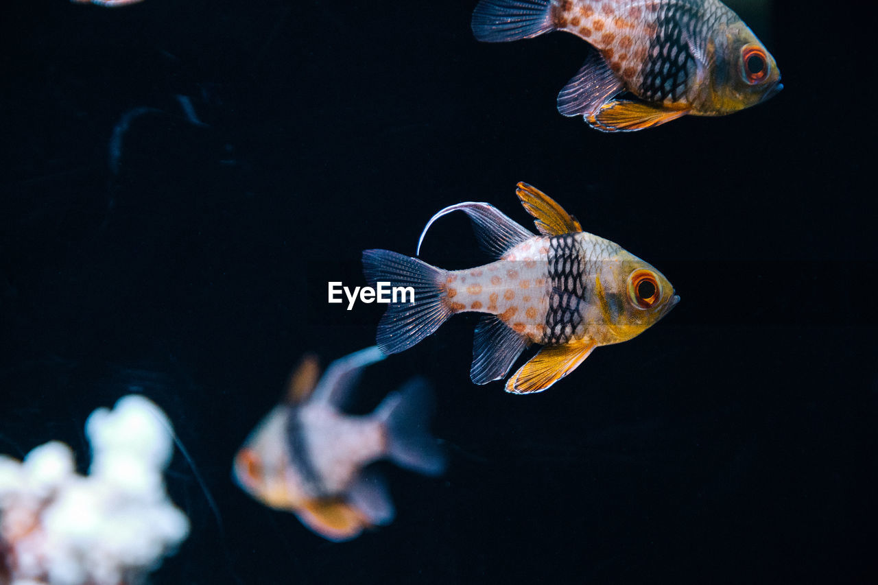 Close-up of fishes swimming in aquarium