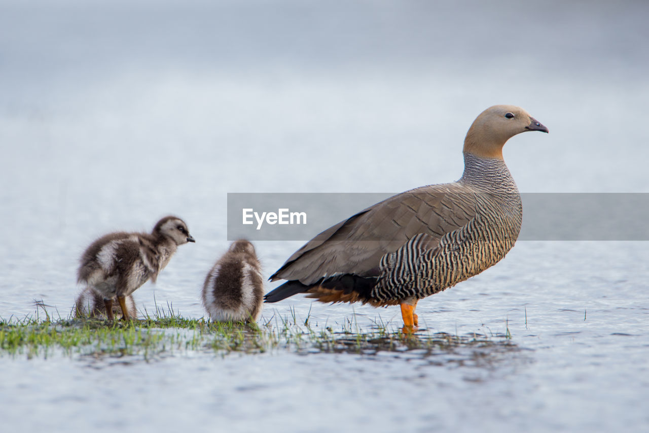 DUCKS IN LAKE