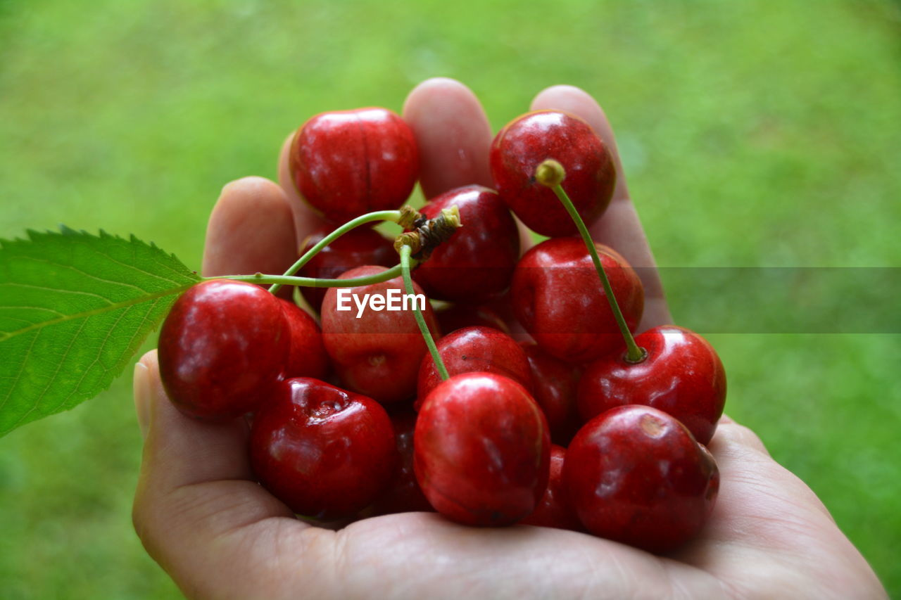 Cropped image of person holding cherries