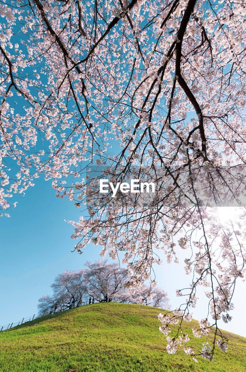 Cherry blossom tree on field