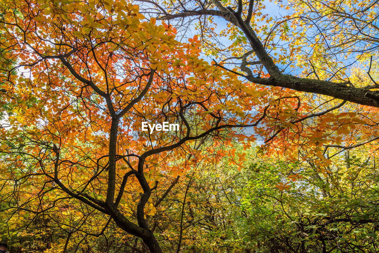 LOW ANGLE VIEW OF MAPLE TREE IN FOREST