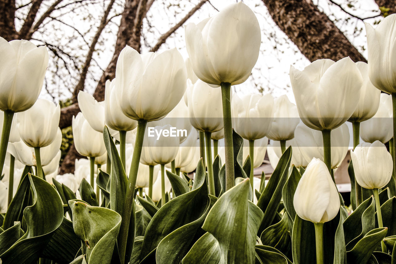 CLOSE-UP OF WHITE TULIP FLOWERS ON LAND