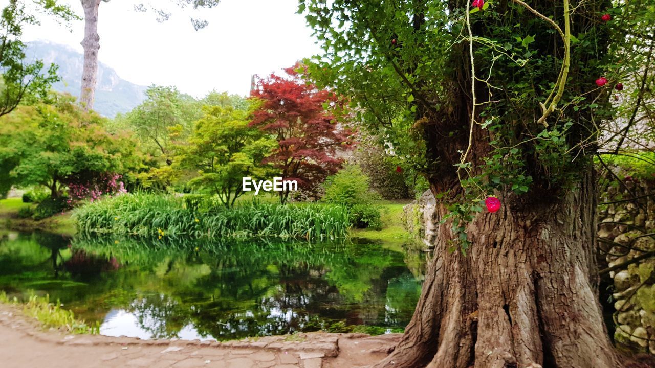 TREES AND PLANTS IN LAKE