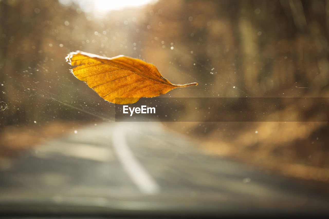 Close-up of autumn leaf on car windshield