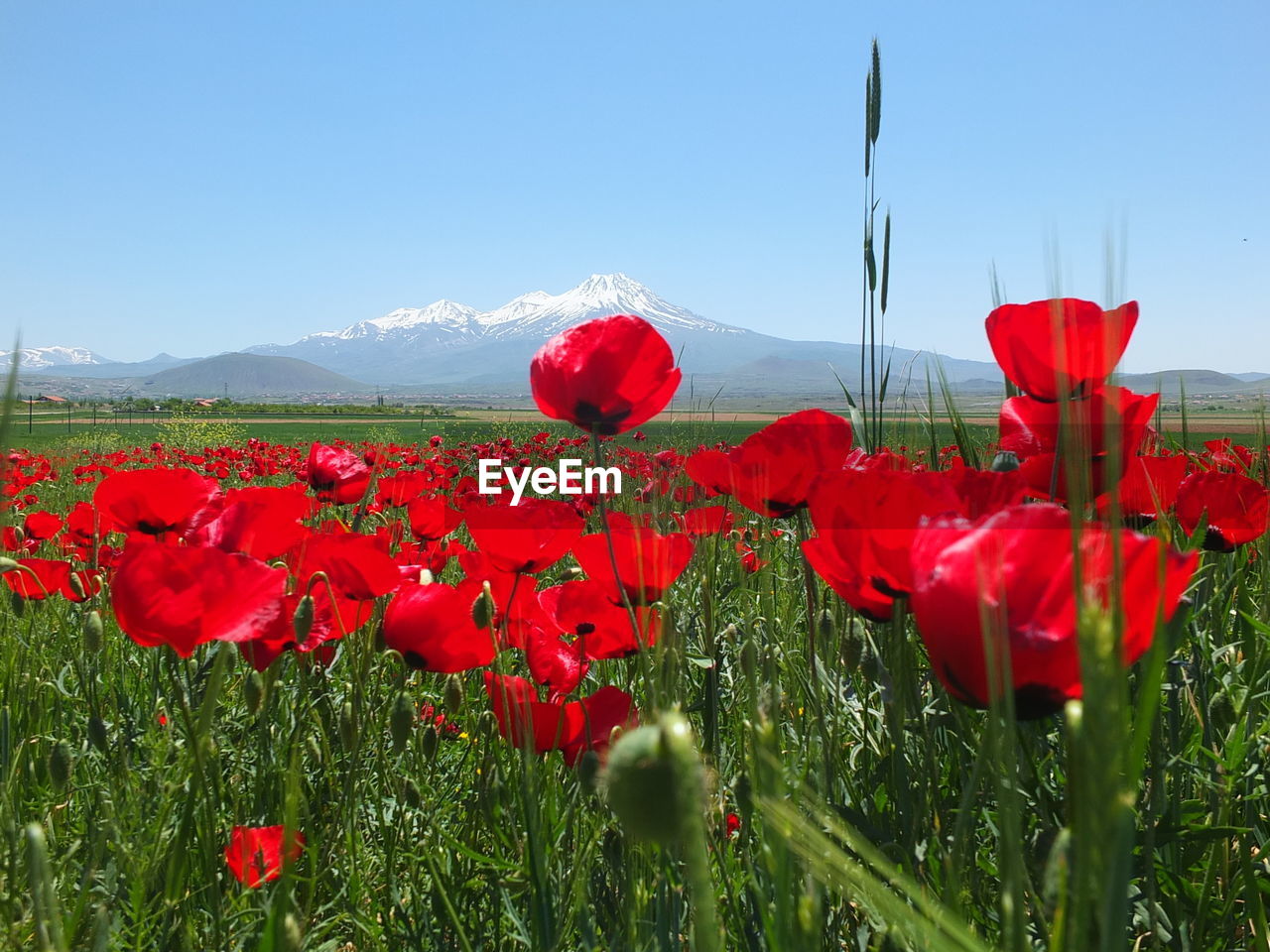 CLOSE-UP OF RED POPPY FLOWERS GROWING ON FIELD